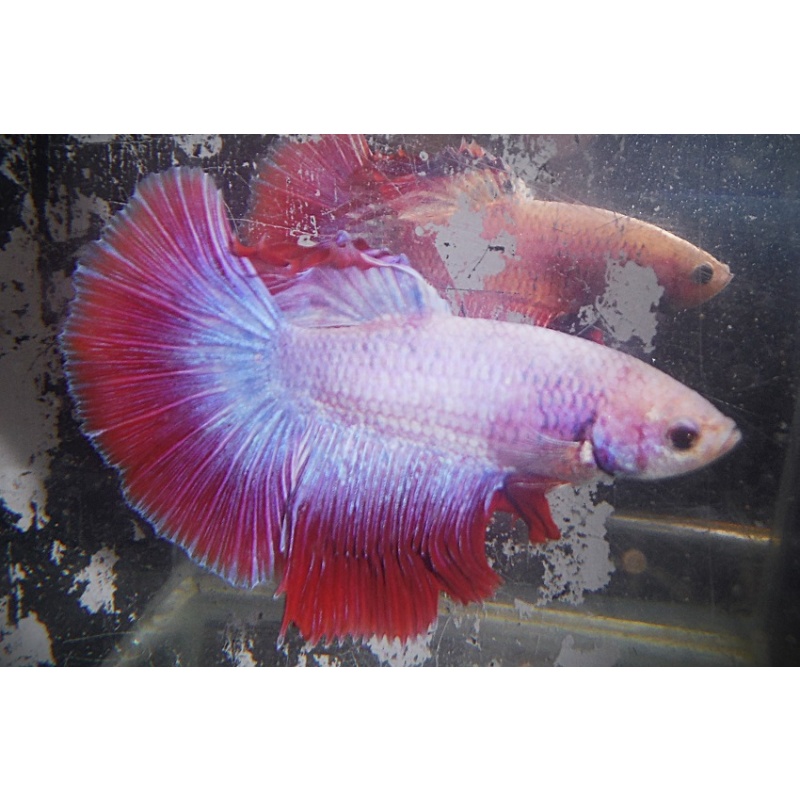 Platinum & Red Male