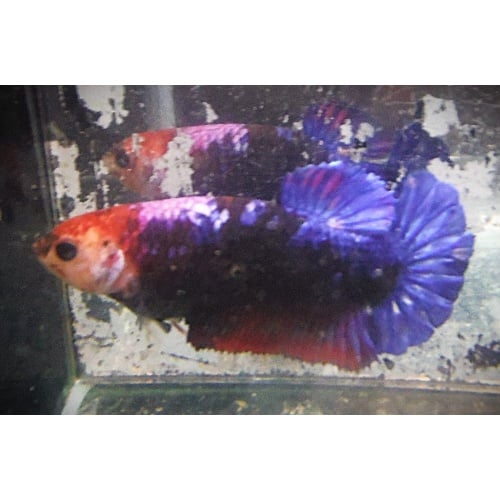 Black & Purple Partial Dragon Male
