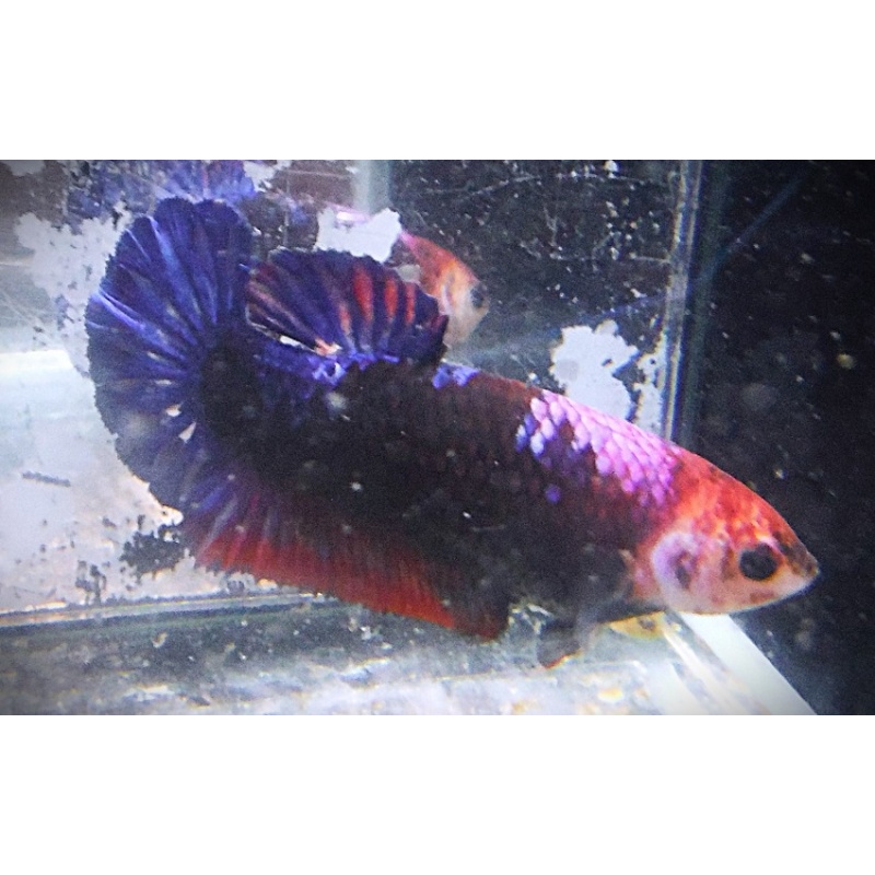 Black & Purple Partial Dragon Male