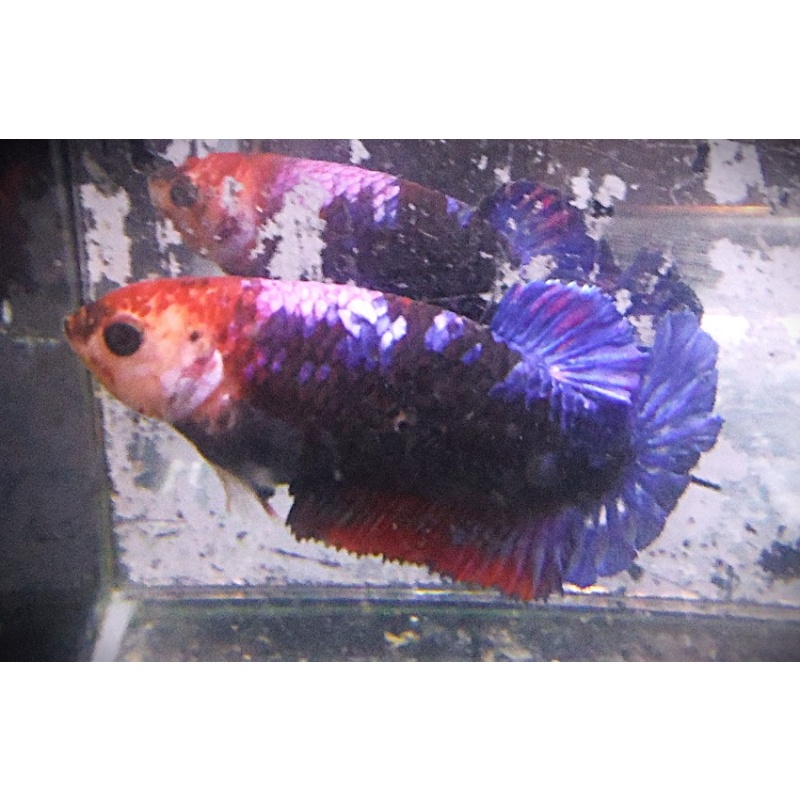 Black & Purple Partial Dragon Male