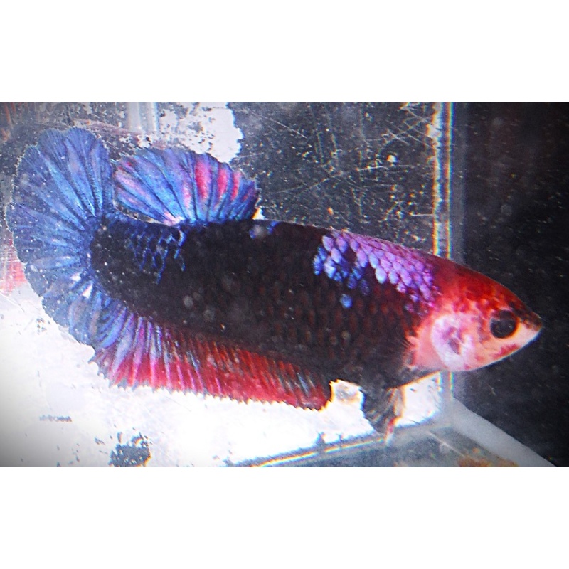 Black & Purple Partial Dragon Male