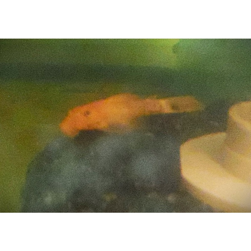 2 Inch Super Red Pleco