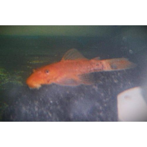 2 Inch Super Red Pleco