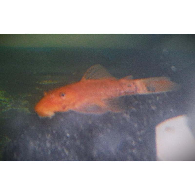 2 Inch Super Red Pleco