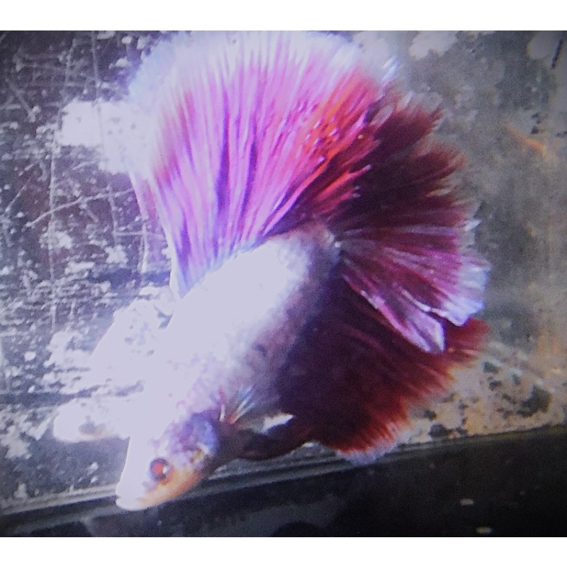 White & Burgundy DT Geno Male