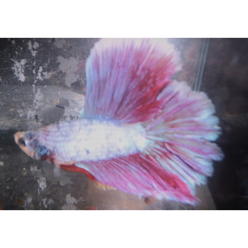 White & Burgundy DT Geno Male