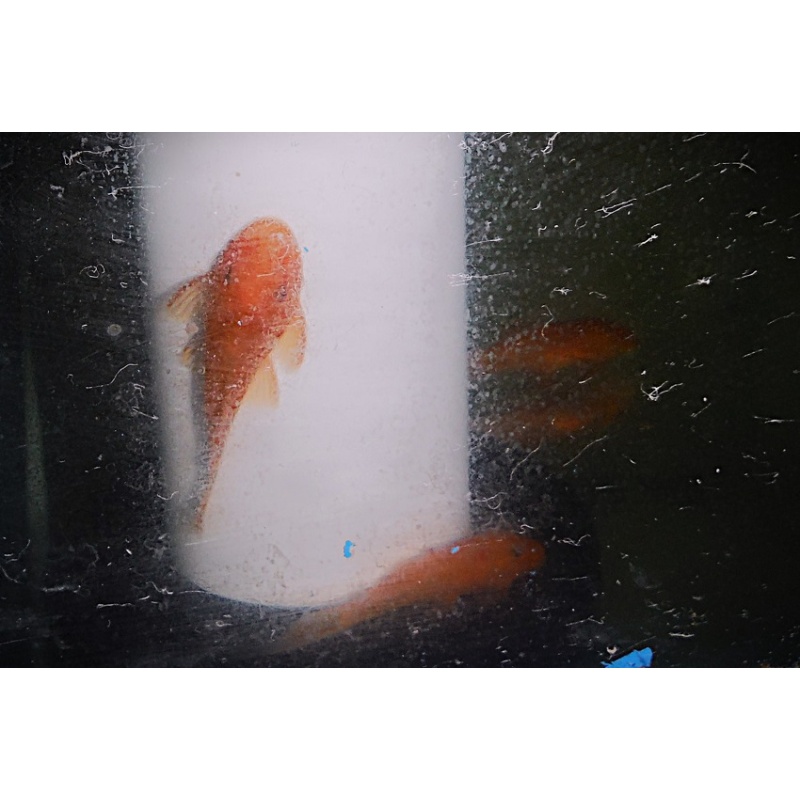 2 Inch Super Red Pleco