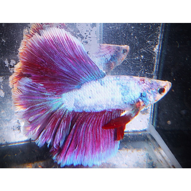 White & Burgundy DT Geno Male
