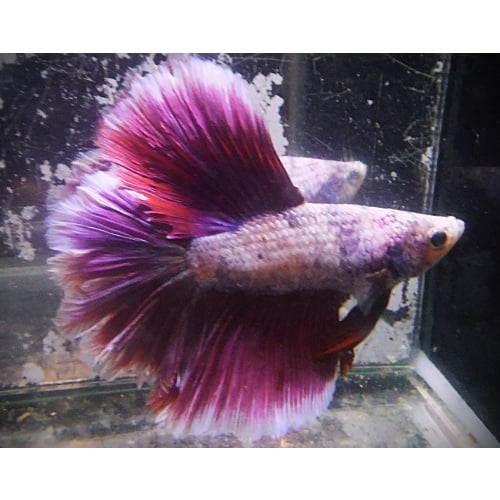 White & Burgundy DT Geno Male