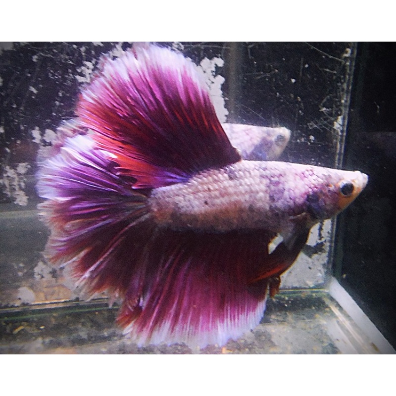 White & Burgundy DT Geno Male