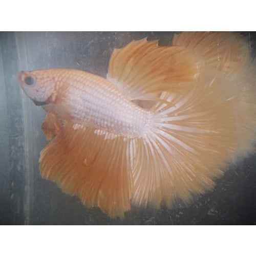 Gold Male Halfmoon