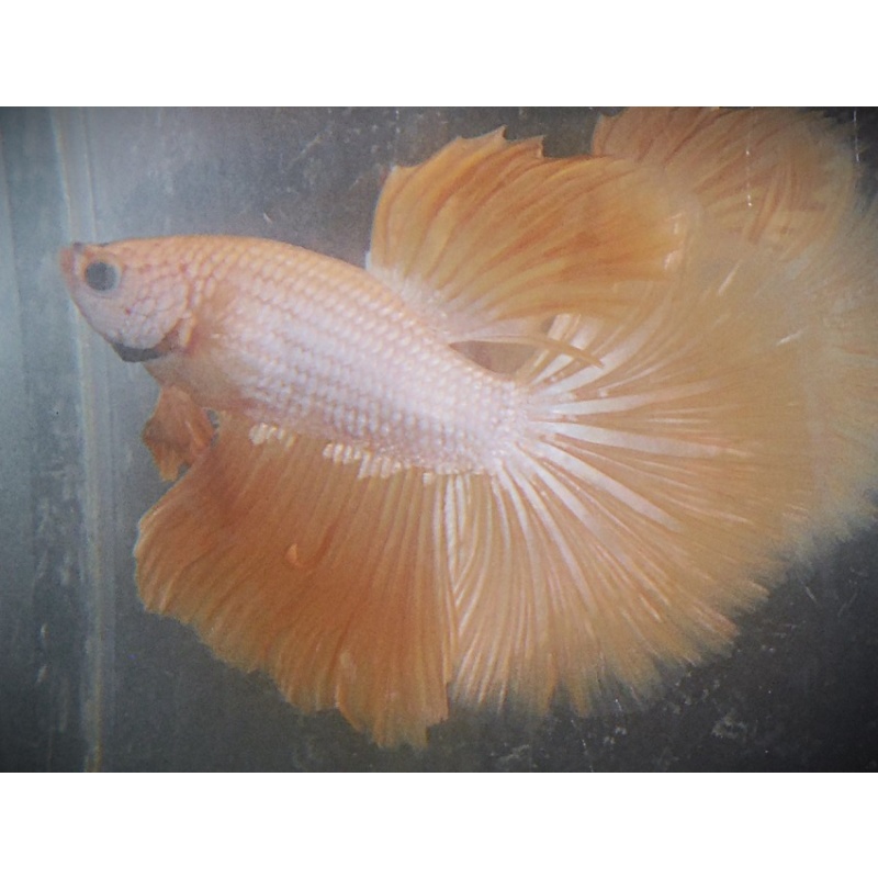 Gold Male Halfmoon