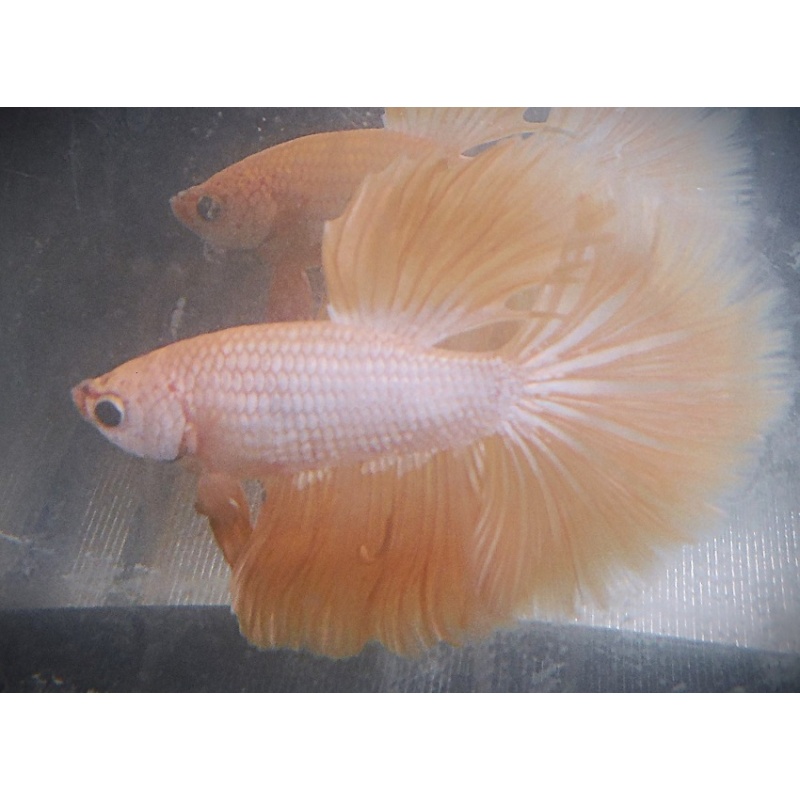 Gold Male Halfmoon