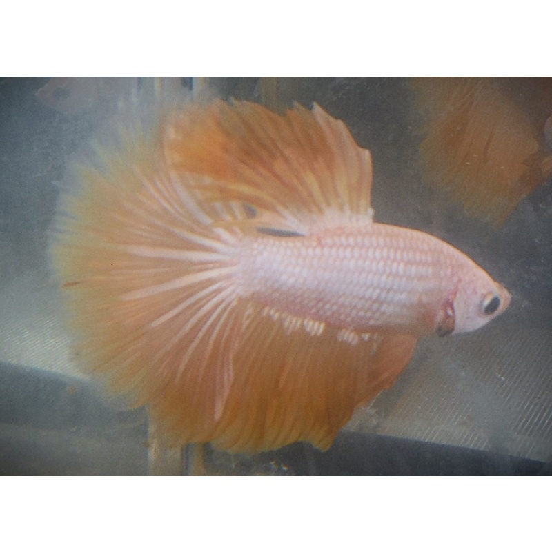 Gold Male Halfmoon