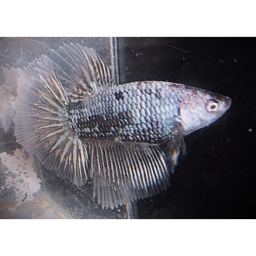 Black Dragon Samurai Halfmoon Male