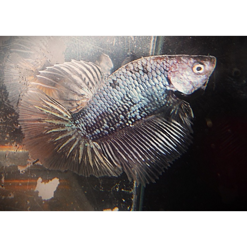 Black Dragon Samurai Halfmoon Male