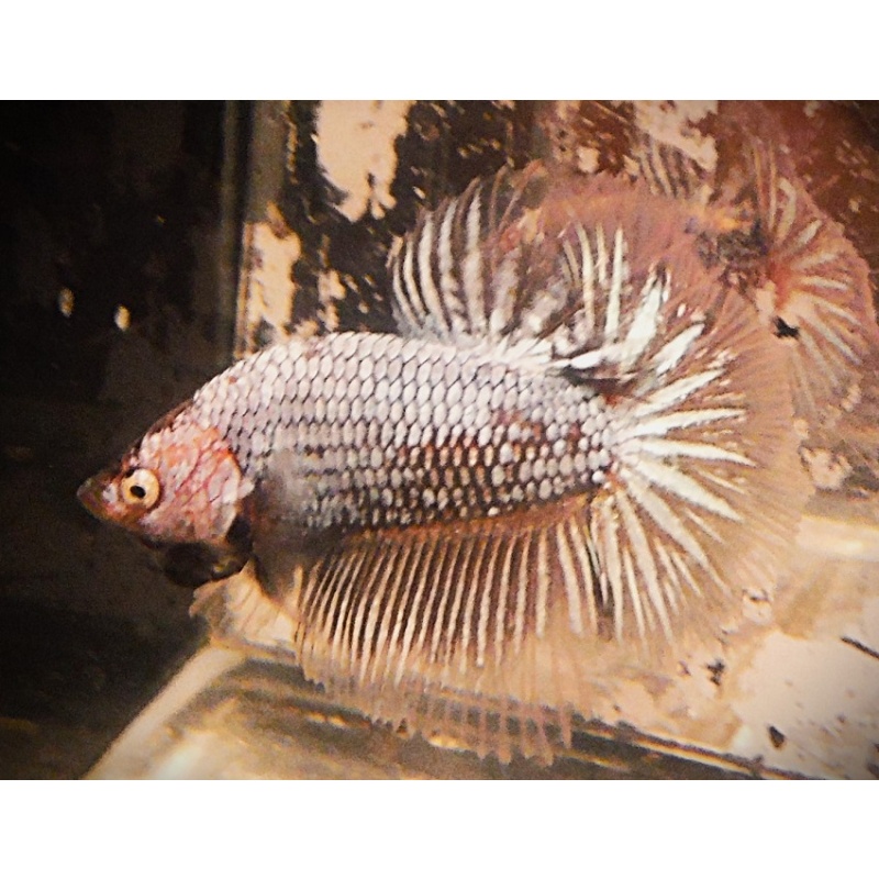Black Dragon Samurai Halfmoon Male