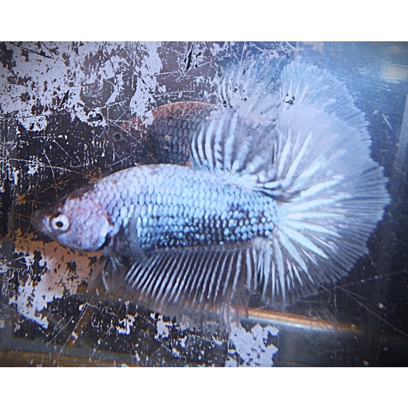 Black Dragon Samurai Halfmoon Male