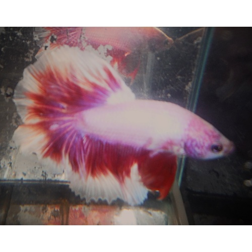 White & Red Butterfly Halfmoon Male