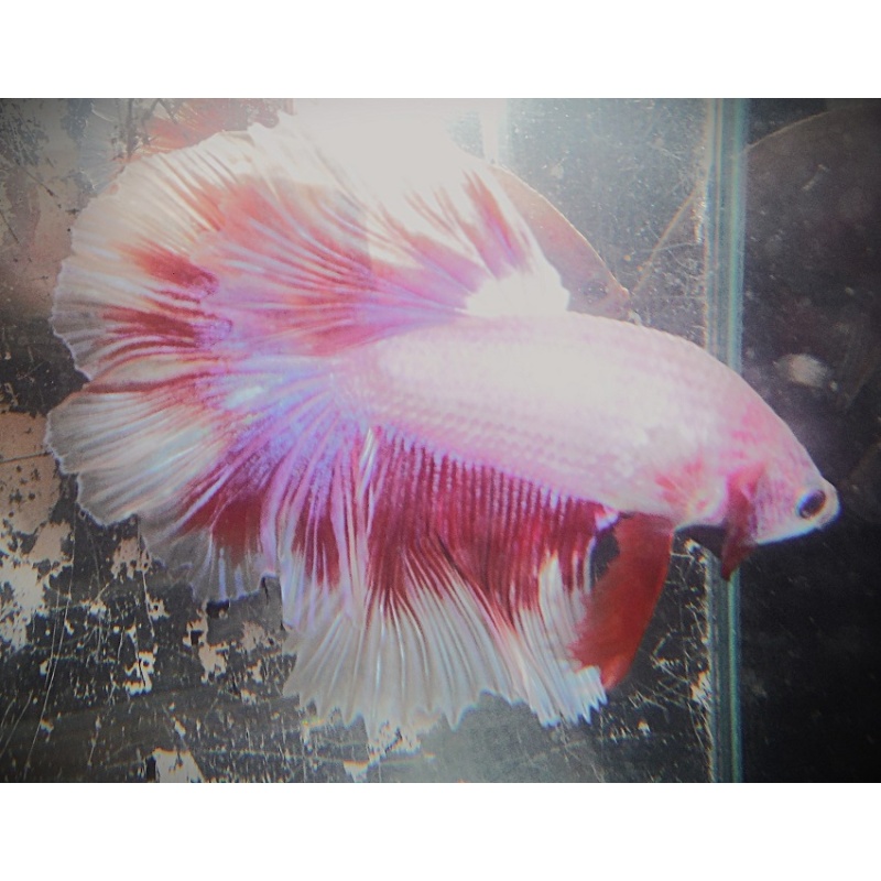 White & Red Butterfly Halfmoon Male