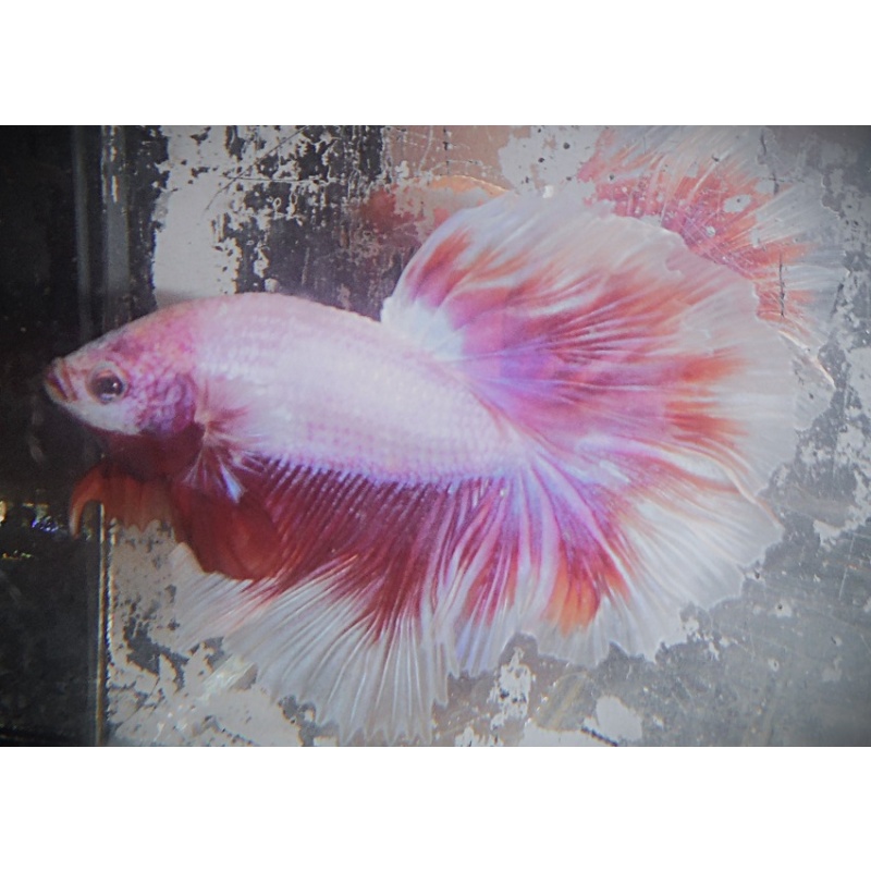 White & Red Butterfly Halfmoon Male