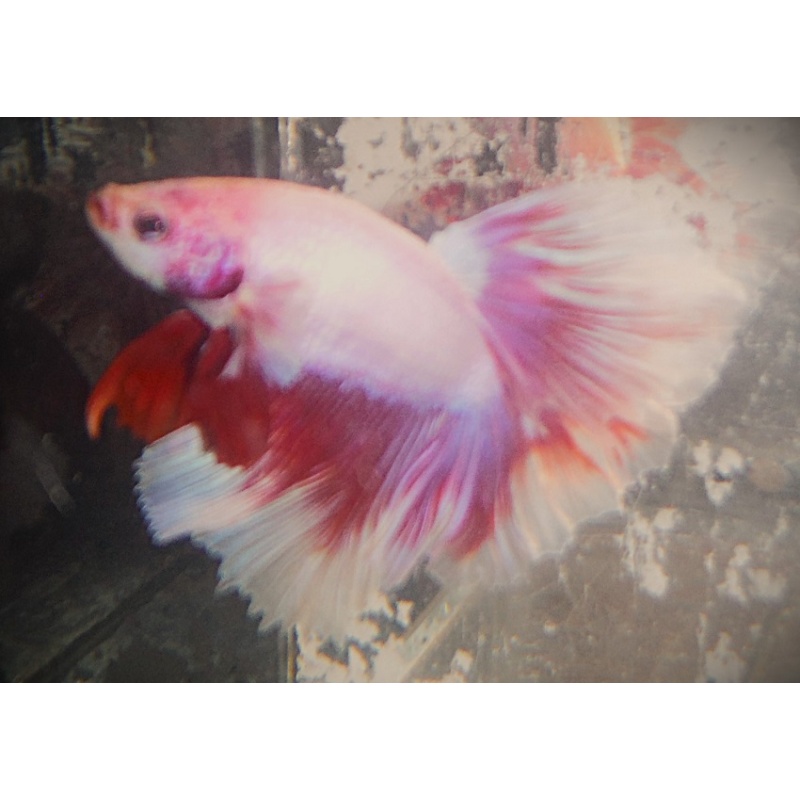 White & Red Butterfly Halfmoon Male