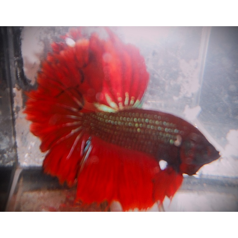 Green & Red Halfmoon Male