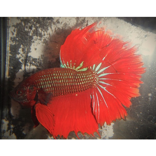 Green & Red Halfmoon Male
