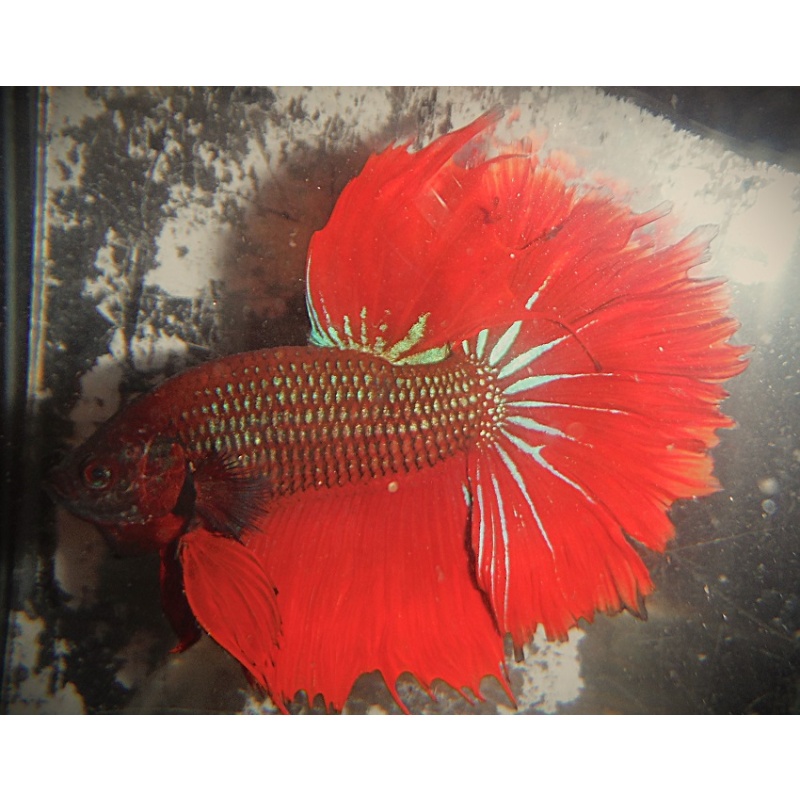 Green & Red Halfmoon Male
