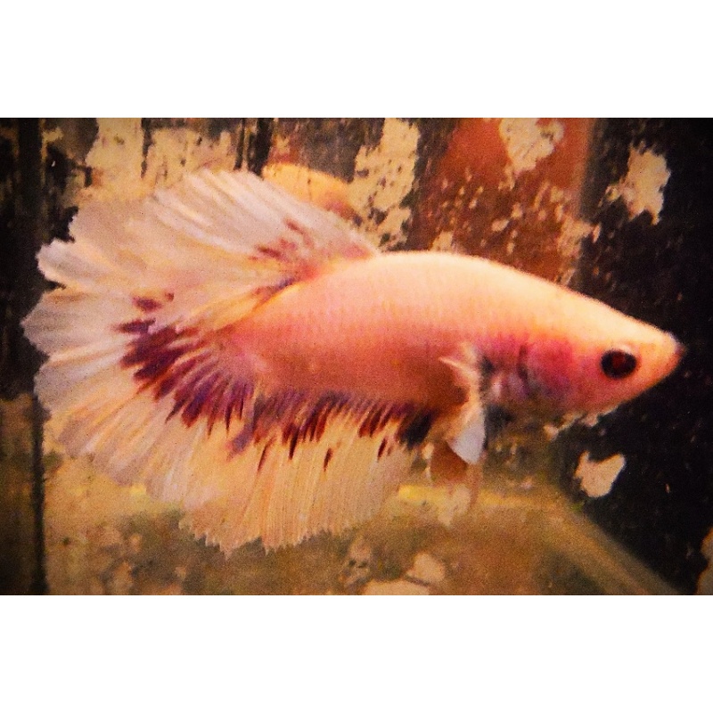 White & Red Rosetail Male