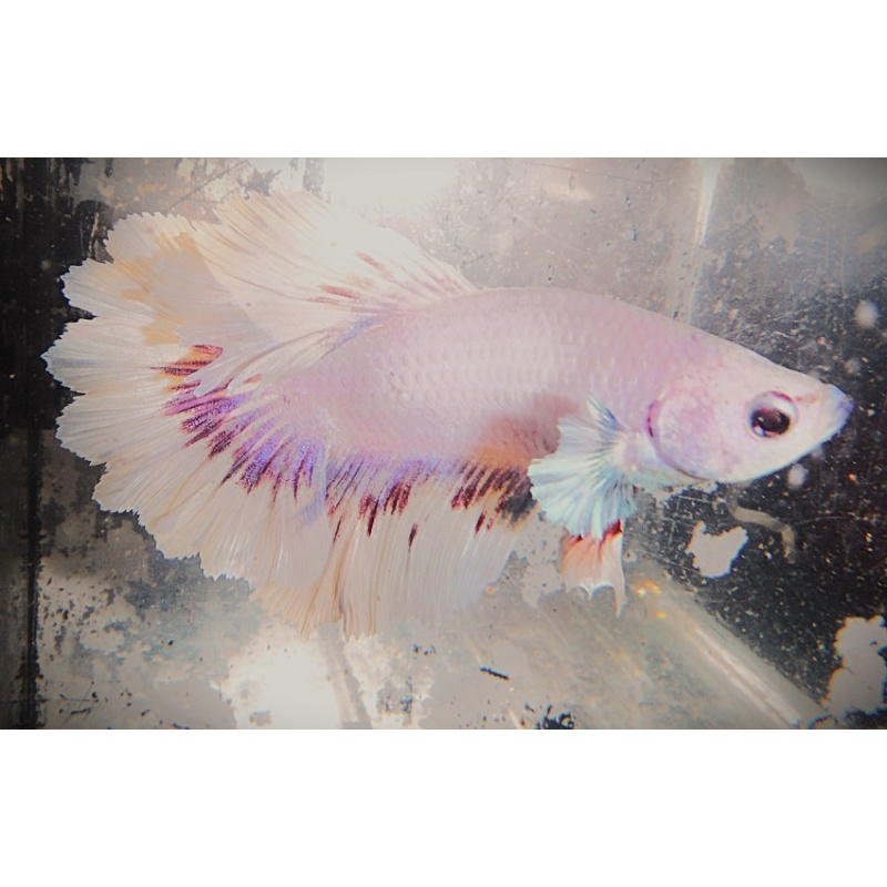 White & Red Rosetail Male