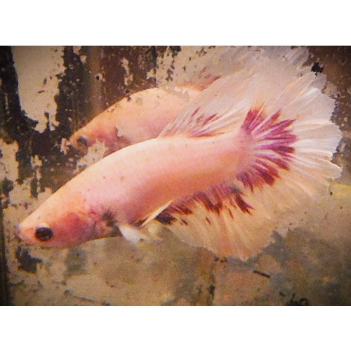 White & Red Rosetail Male
