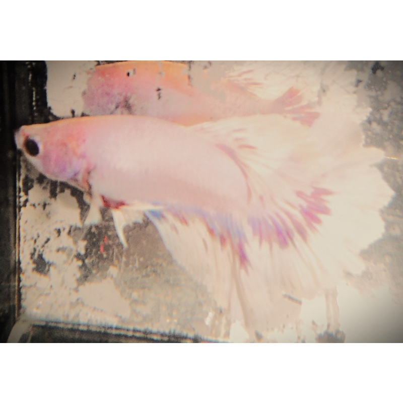 White & Red Rosetail Male