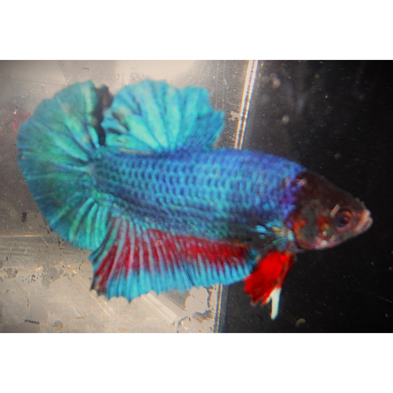 Black Masked Green Male