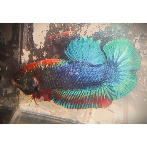 Green Symmetrical Male