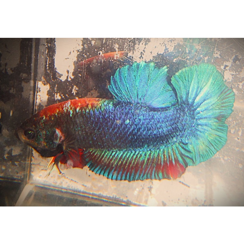 Green Symmetrical Male