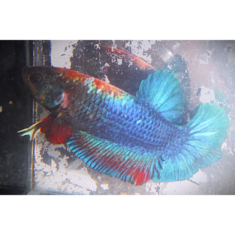 Green Symmetrical Male