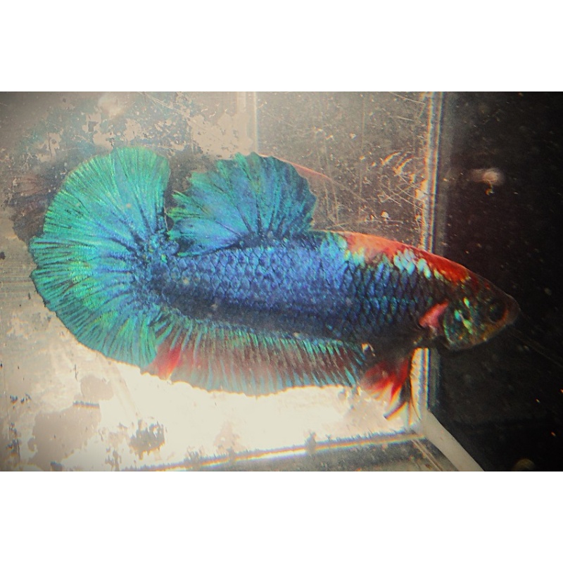 Green Symmetrical Male
