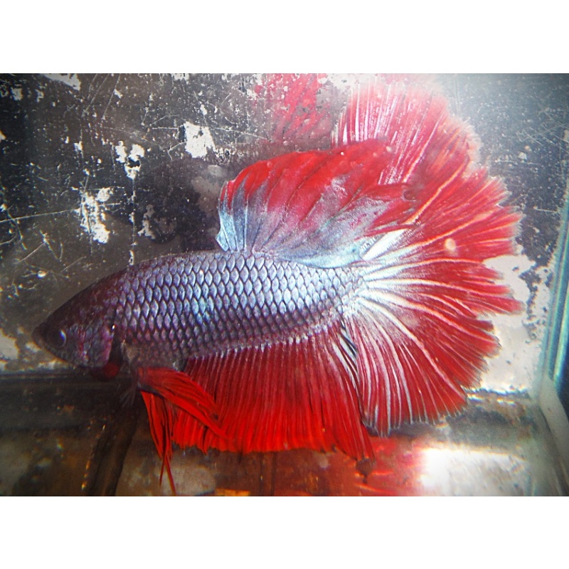 Steel & Red Halfmoon Male