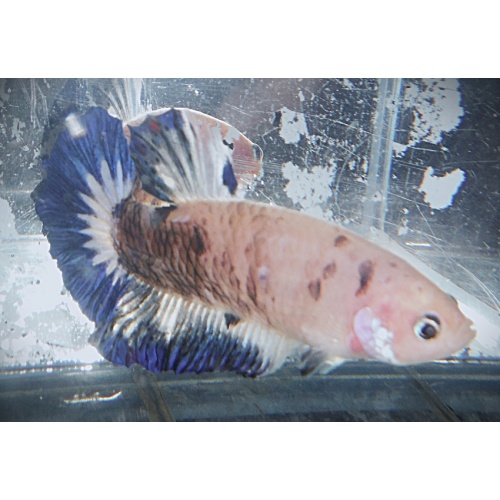 Purple Marble Plakat Male