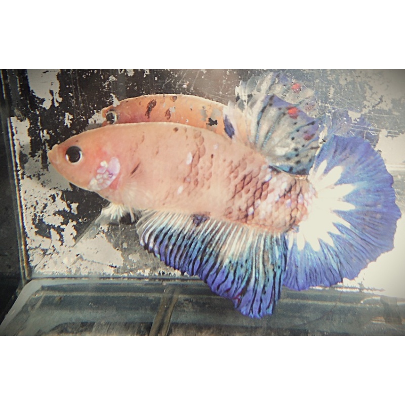 Purple Marble Plakat Male