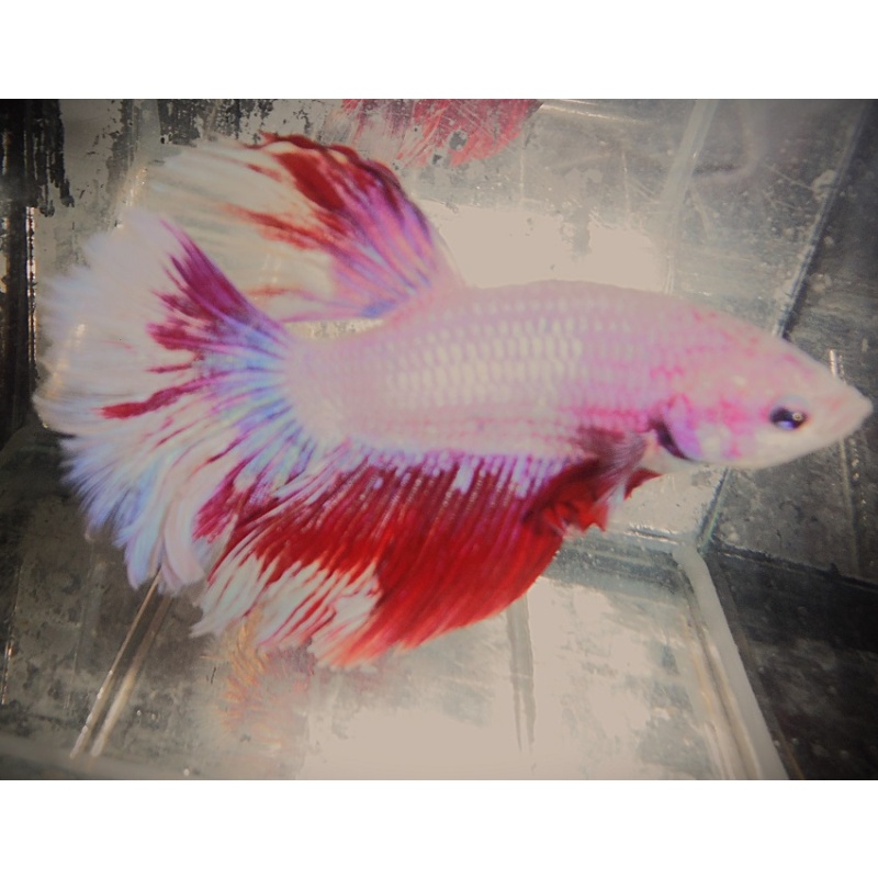 White & Red Male