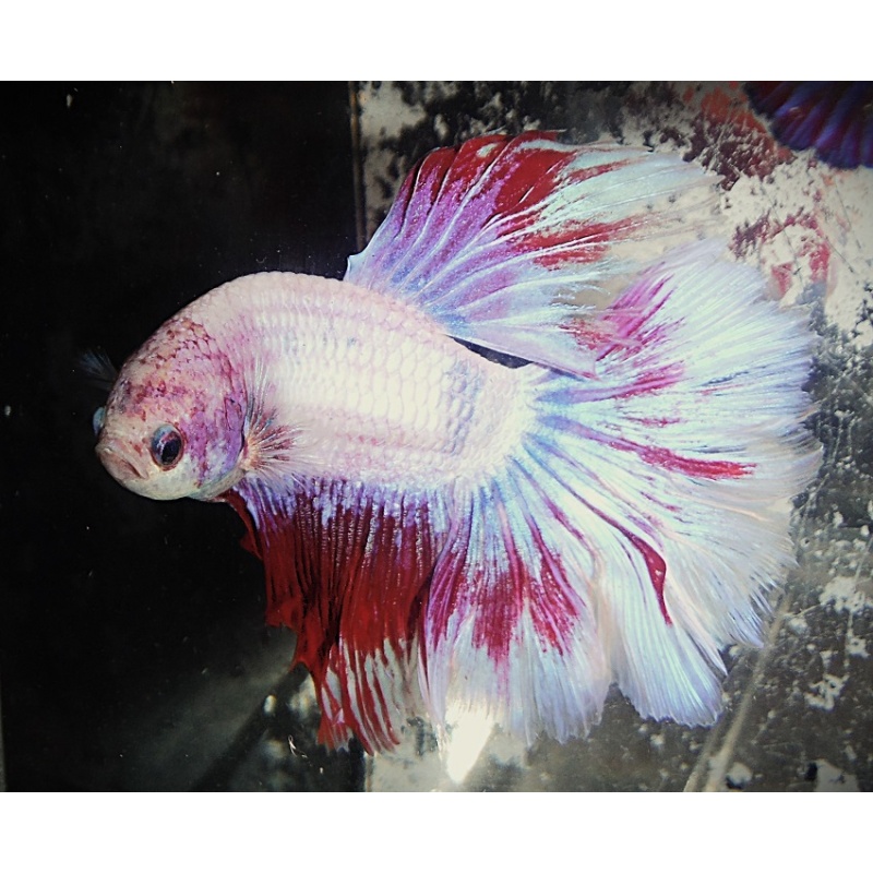 White & Red Male