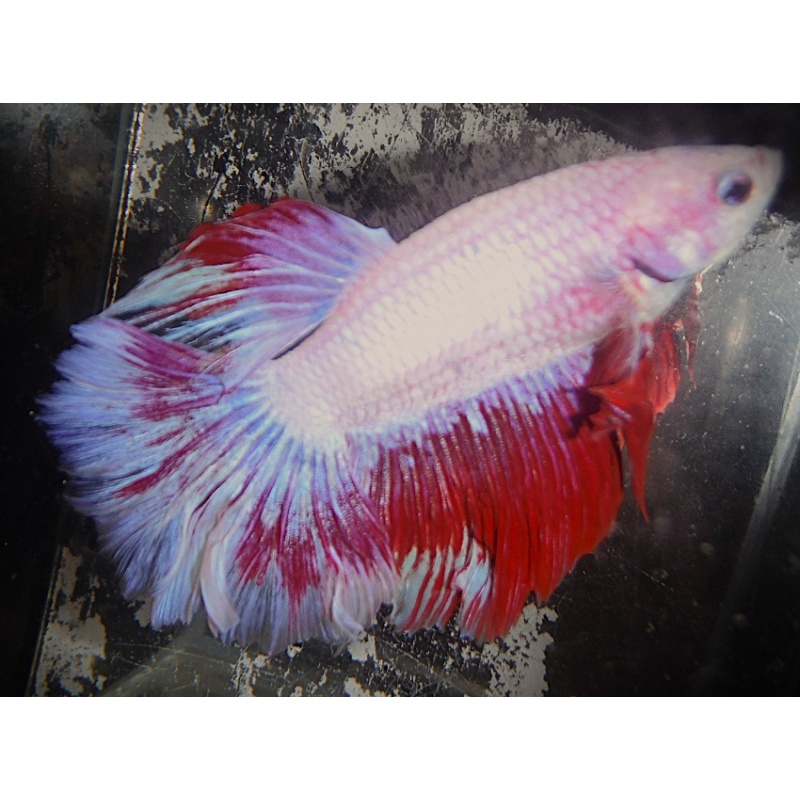 White & Red Male