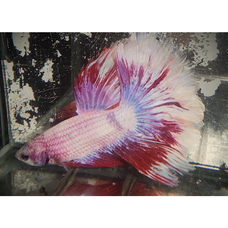 White & Red Male