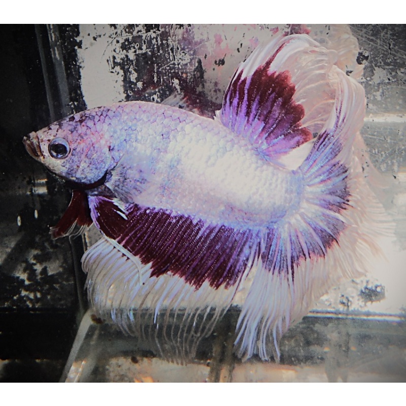 White & Red Butterfly Halfmoon Male