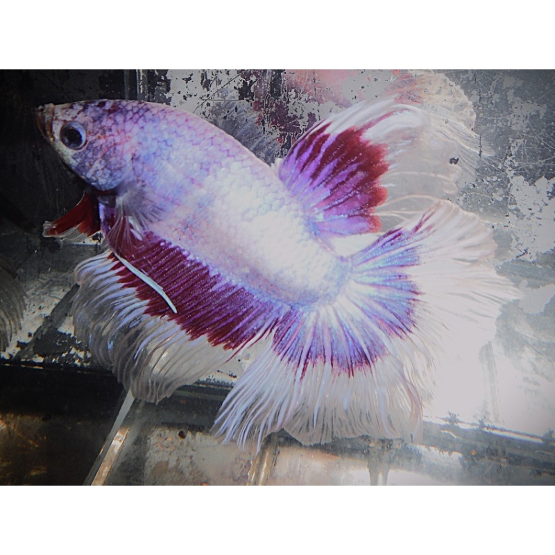White & Red Butterfly Halfmoon Male