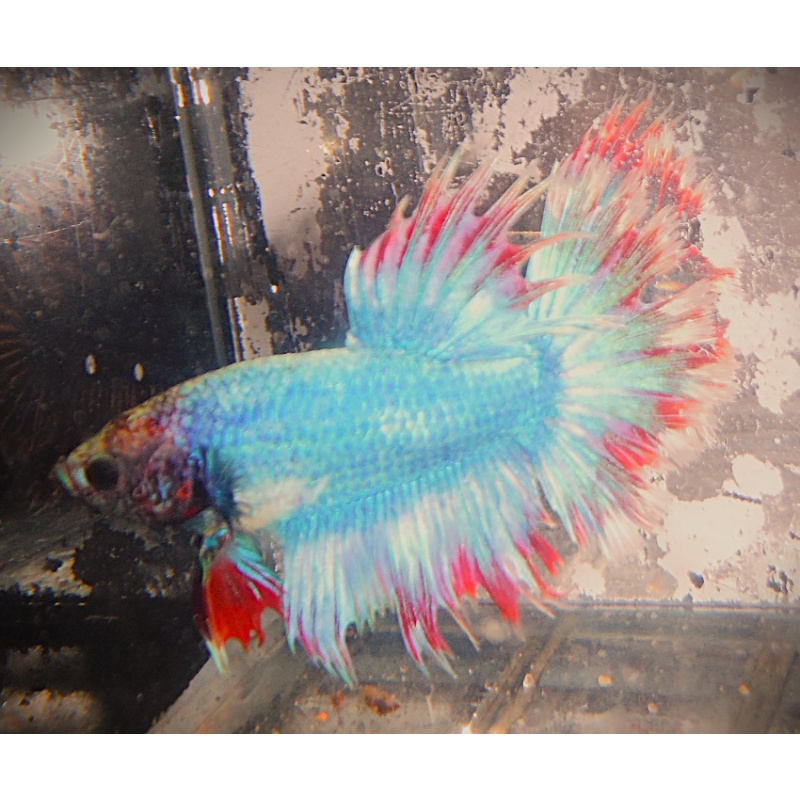 Turquoise Blue & Red Halfsun Male