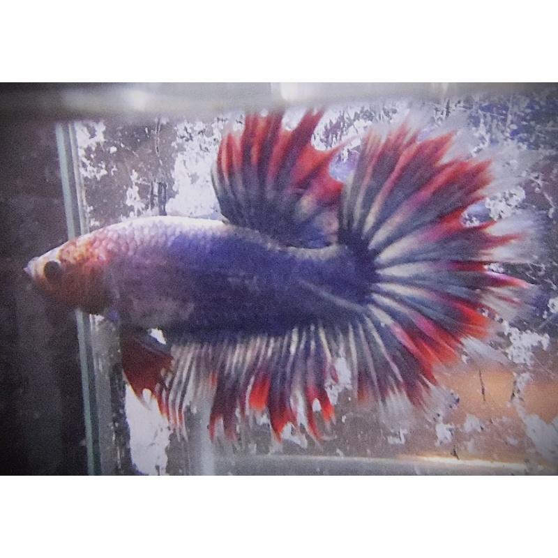 Turquoise Blue & Red Halfsun Male