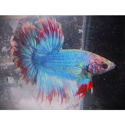 Turquoise Blue & Red Halfsun Male
